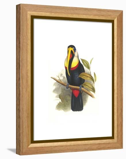 Inca or White Throated Toucan-John Gould-Framed Stretched Canvas