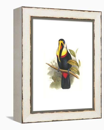 Inca or White Throated Toucan-John Gould-Framed Stretched Canvas