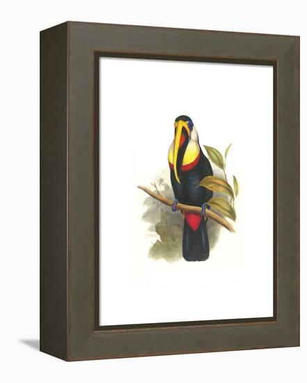 Inca or White Throated Toucan-John Gould-Framed Stretched Canvas