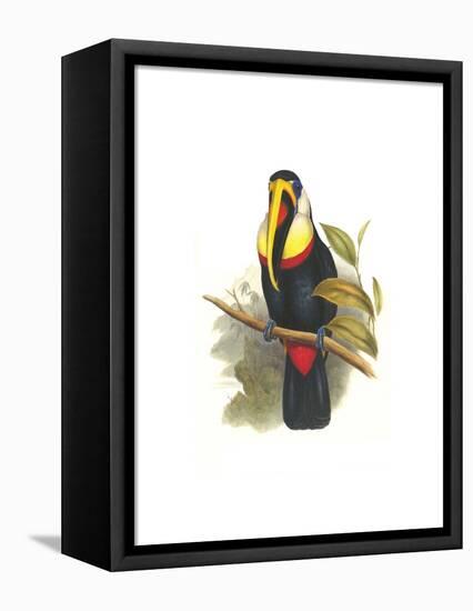 Inca or White Throated Toucan-John Gould-Framed Stretched Canvas