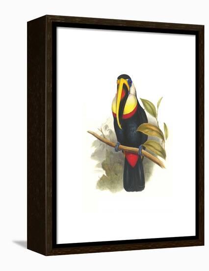 Inca or White Throated Toucan-John Gould-Framed Stretched Canvas