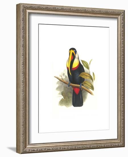 Inca or White Throated Toucan-John Gould-Framed Art Print