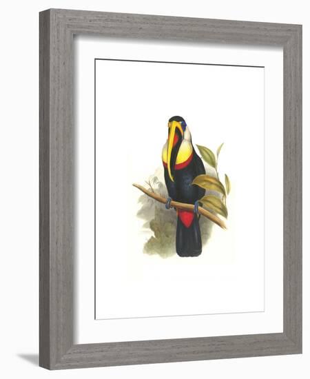 Inca or White Throated Toucan-John Gould-Framed Art Print