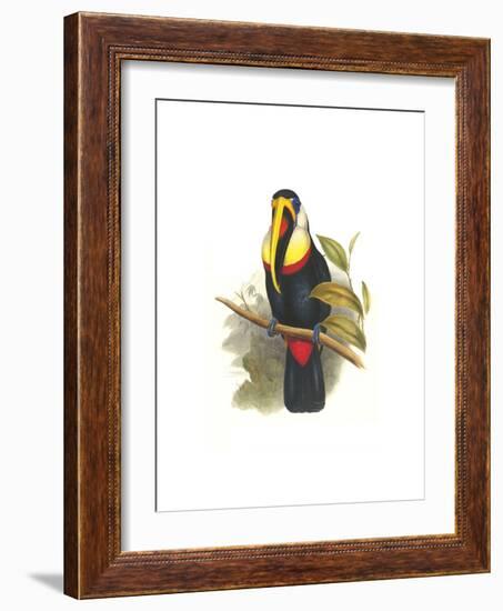 Inca or White Throated Toucan-John Gould-Framed Art Print