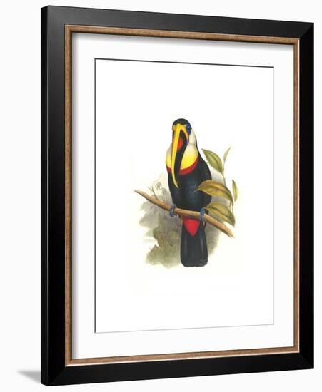 Inca or White Throated Toucan-John Gould-Framed Art Print