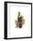 Inca or White Throated Toucan-John Gould-Framed Art Print
