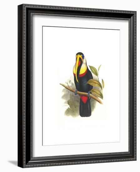 Inca or White Throated Toucan-John Gould-Framed Art Print