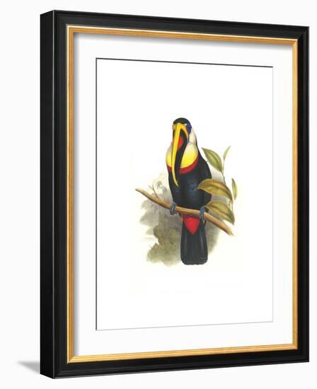 Inca or White Throated Toucan-John Gould-Framed Art Print