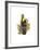Inca or White Throated Toucan-John Gould-Framed Art Print