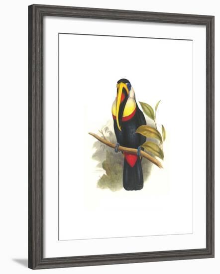 Inca or White Throated Toucan-John Gould-Framed Art Print