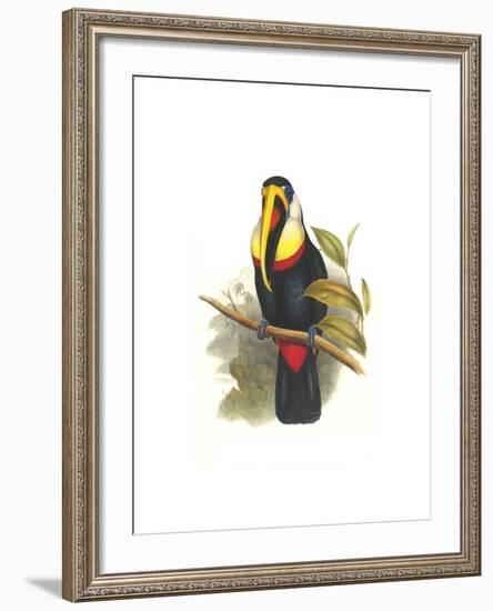 Inca or White Throated Toucan-John Gould-Framed Art Print