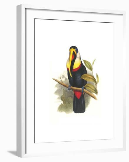 Inca or White Throated Toucan-John Gould-Framed Art Print