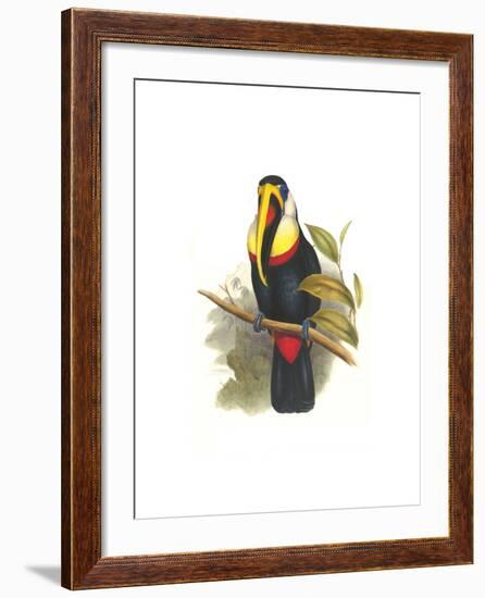 Inca or White Throated Toucan-John Gould-Framed Art Print