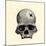 Inca Skull Showing Evidence of Prehistoric Trephining or Brain Surgery in Peru-null-Mounted Giclee Print