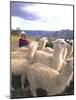 Inca Woman in Costume with Llamas, Cuzco, Peru-Bill Bachmann-Mounted Photographic Print