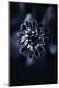 Premium Photographic Print