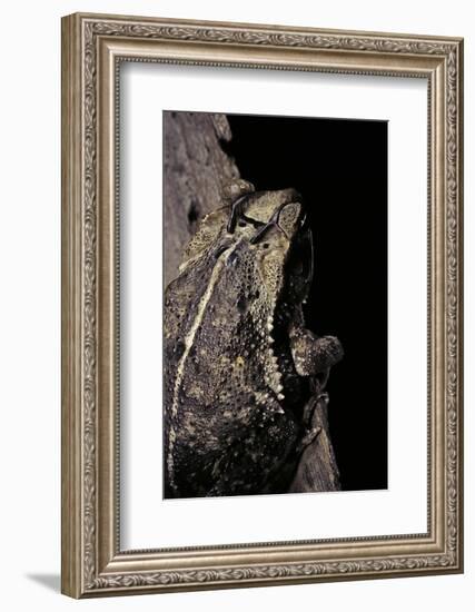 Incilius Cavifrons (Mountain Toad)-Paul Starosta-Framed Photographic Print