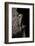 Incilius Cavifrons (Mountain Toad)-Paul Starosta-Framed Photographic Print