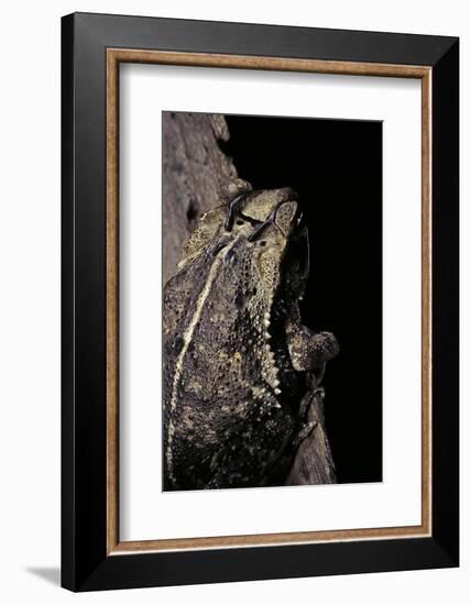 Incilius Cavifrons (Mountain Toad)-Paul Starosta-Framed Photographic Print