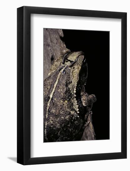 Incilius Cavifrons (Mountain Toad)-Paul Starosta-Framed Photographic Print