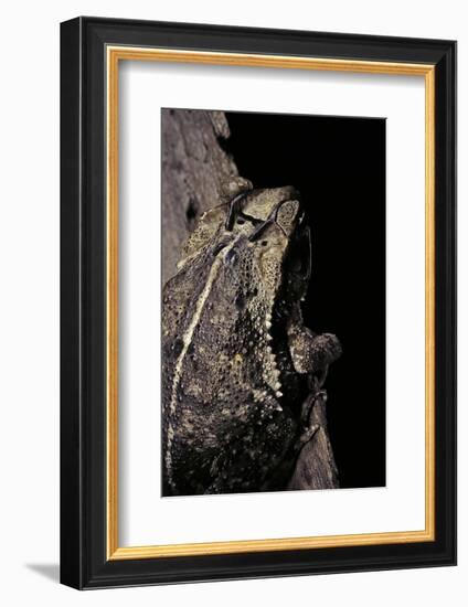 Incilius Cavifrons (Mountain Toad)-Paul Starosta-Framed Photographic Print