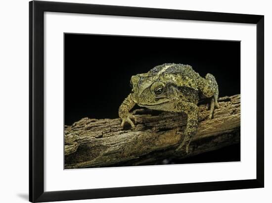 Incilius Valliceps (Gulf Coast Toad)-Paul Starosta-Framed Photographic Print