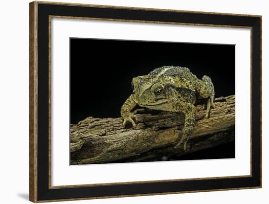 Incilius Valliceps (Gulf Coast Toad)-Paul Starosta-Framed Photographic Print