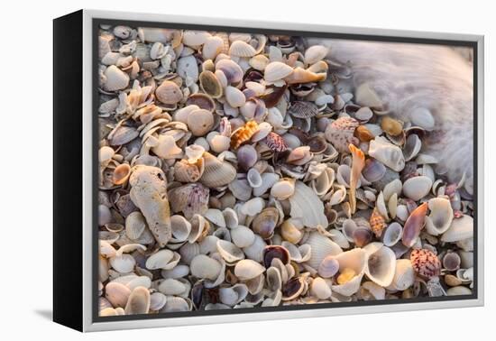 Incoming Surf and Seashells on Sanibel Island, Florida, USA-Chuck Haney-Framed Premier Image Canvas