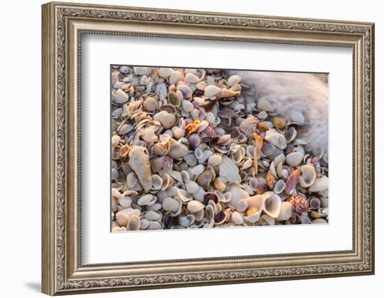 Incoming Surf and Seashells on Sanibel Island, Florida, USA-Chuck Haney-Framed Photographic Print