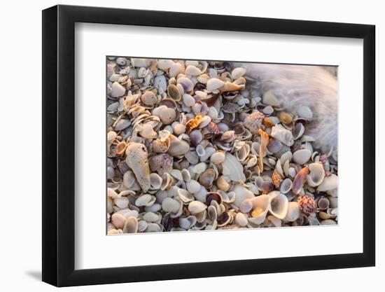 Incoming Surf and Seashells on Sanibel Island, Florida, USA-Chuck Haney-Framed Photographic Print