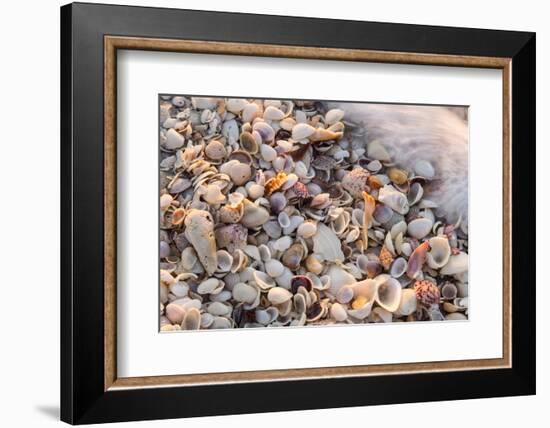 Incoming Surf and Seashells on Sanibel Island, Florida, USA-Chuck Haney-Framed Photographic Print