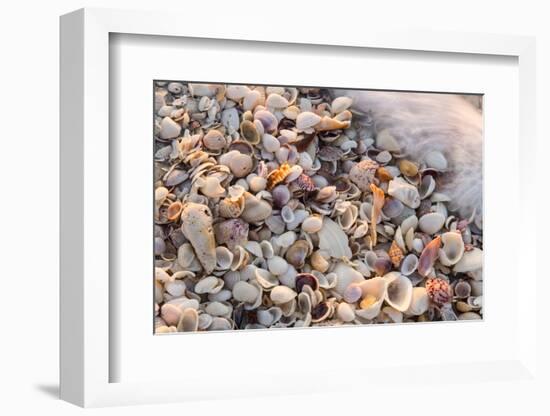 Incoming Surf and Seashells on Sanibel Island, Florida, USA-Chuck Haney-Framed Photographic Print