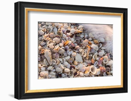 Incoming Surf and Seashells on Sanibel Island, Florida, USA-Chuck Haney-Framed Photographic Print