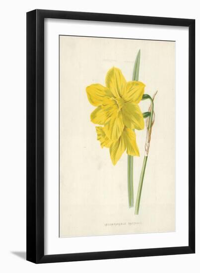 Incomparable Daffodil-Frederick Edward Hulme-Framed Giclee Print
