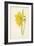 Incomparable Daffodil-Frederick Edward Hulme-Framed Giclee Print