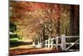 Photographic Print