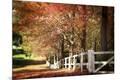 Photographic Print