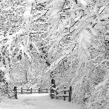 Winter Wonderland-Incredi-Photographic Print