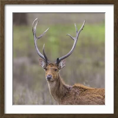 India. Barasingha, Southern swamp deer, at Kanha Tiger reserve.' Photographic Print - Ralph H. Bendjebar India. Barasingha, Southern swamp deer, at Kanha Tiger reserve.' Photographic Print - Ralph H. Bendjebar