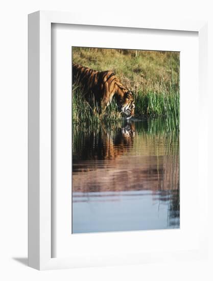 India, Bengal Tiger, Panthera Tigris-Stuart Westmorland-Framed Photographic Print