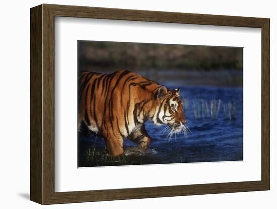 India, Bengal Tiger, Panthera Tigris-Stuart Westmorland-Framed Photographic Print