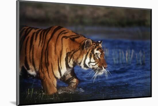 India, Bengal Tiger, Panthera Tigris-Stuart Westmorland-Mounted Photographic Print