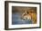 India, Bengal Tiger, Panthera Tigris-Stuart Westmorland-Framed Photographic Print