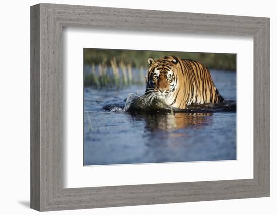 India, Bengal Tiger, Panthera Tigris-Stuart Westmorland-Framed Photographic Print