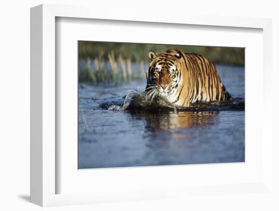 India, Bengal Tiger, Panthera Tigris-Stuart Westmorland-Framed Photographic Print