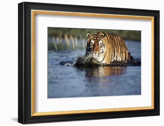 India, Bengal Tiger, Panthera Tigris-Stuart Westmorland-Framed Photographic Print