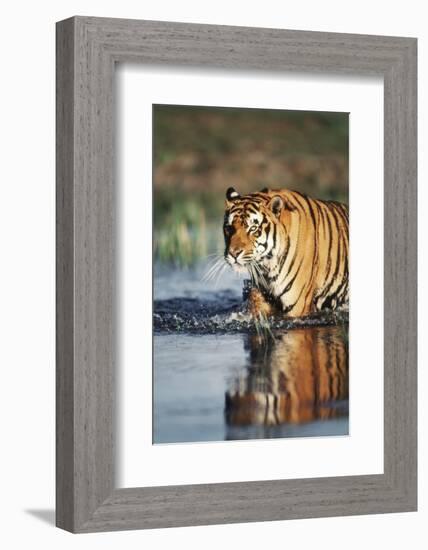 India, Bengal Tiger, Panthera Tigris-Stuart Westmorland-Framed Photographic Print