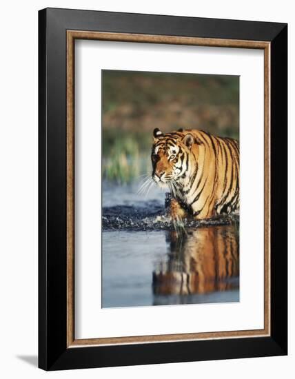 India, Bengal Tiger, Panthera Tigris-Stuart Westmorland-Framed Photographic Print