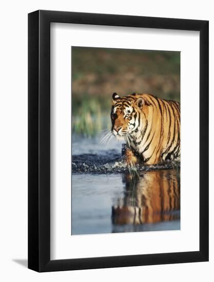 India, Bengal Tiger, Panthera Tigris-Stuart Westmorland-Framed Photographic Print