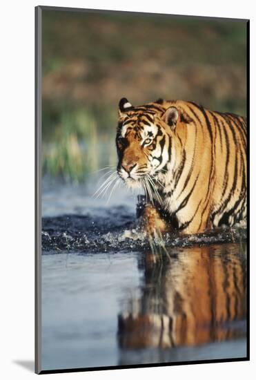 India, Bengal Tiger, Panthera Tigris-Stuart Westmorland-Mounted Photographic Print